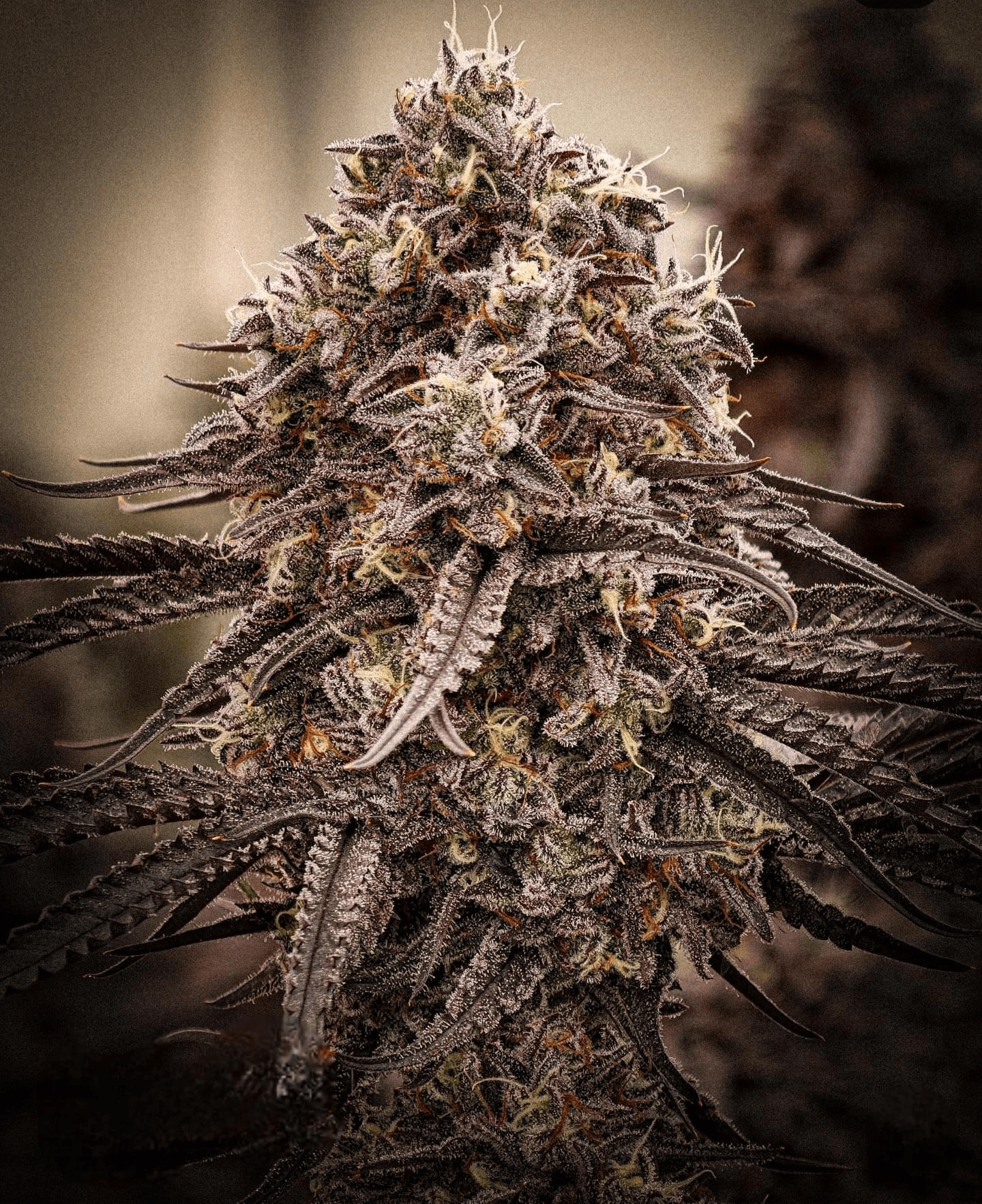 Geta Z #14 x Blue Zushi 2