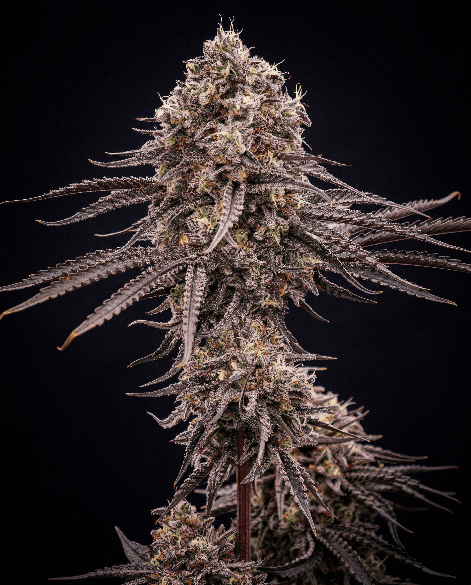 Geta Z #14 x Blue Zushi 1